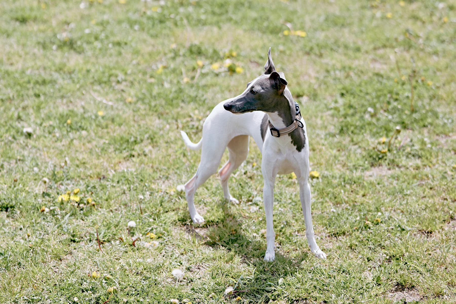 ドッグラン(Italian Greyhound)