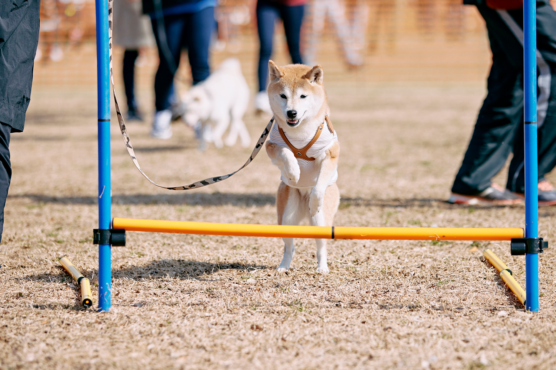 ハイジャンプ競技(Shiba Autumn)