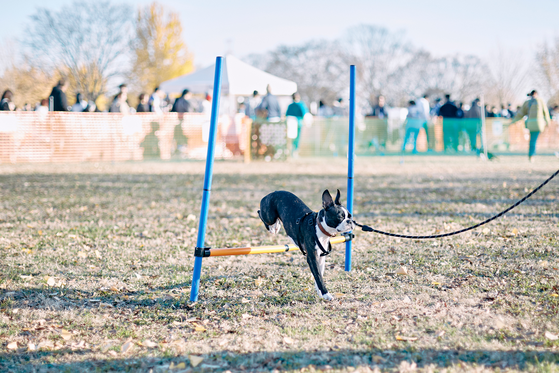 ハイジャンプ競技(Boston Terrier Autumn)