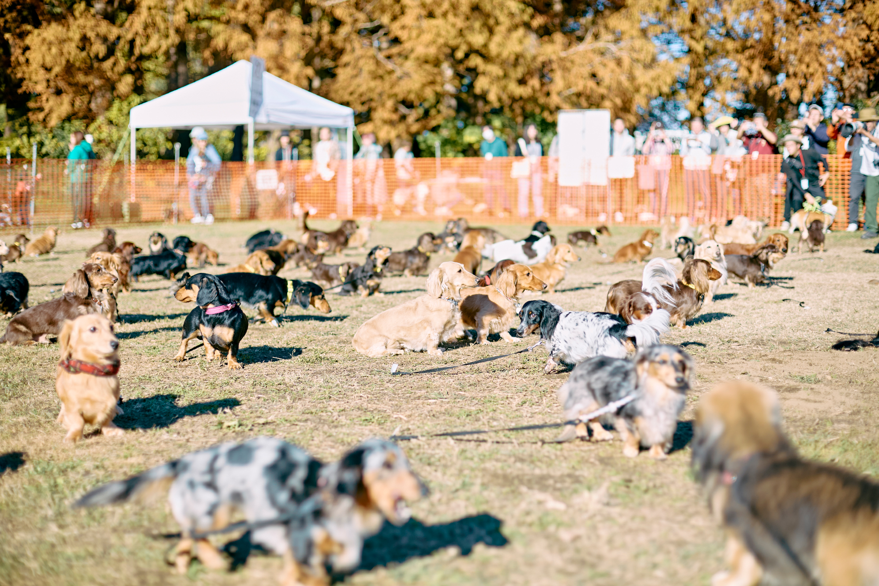 犬まみれ撮影会(Dachshund)