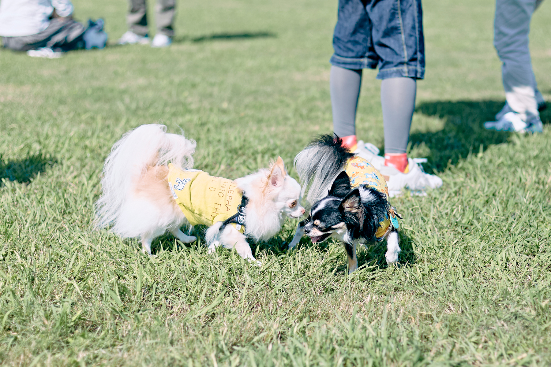 ドッグラン(Chihuahua)
