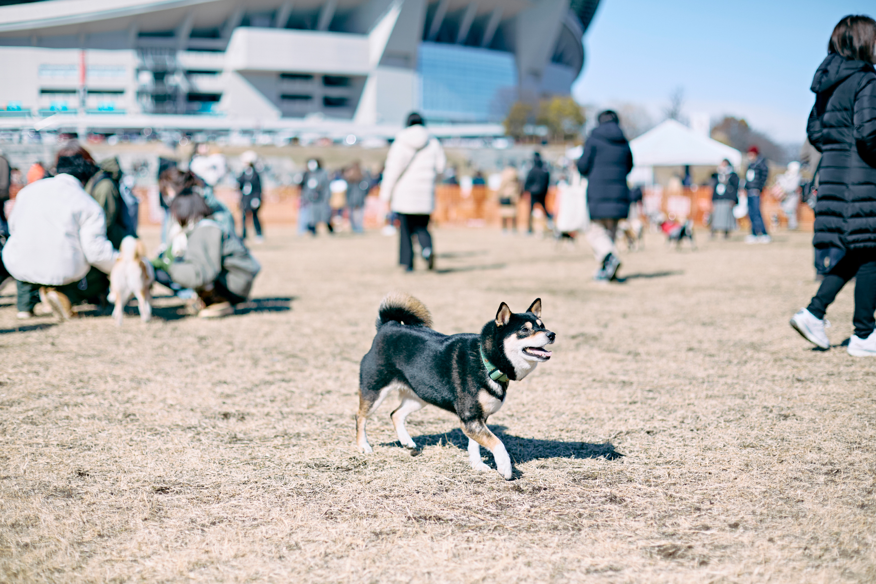 ドッグラン(Shiba Autumn)