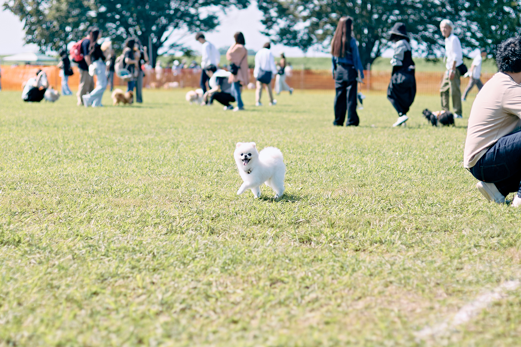 ドッグラン(Pomeranian)