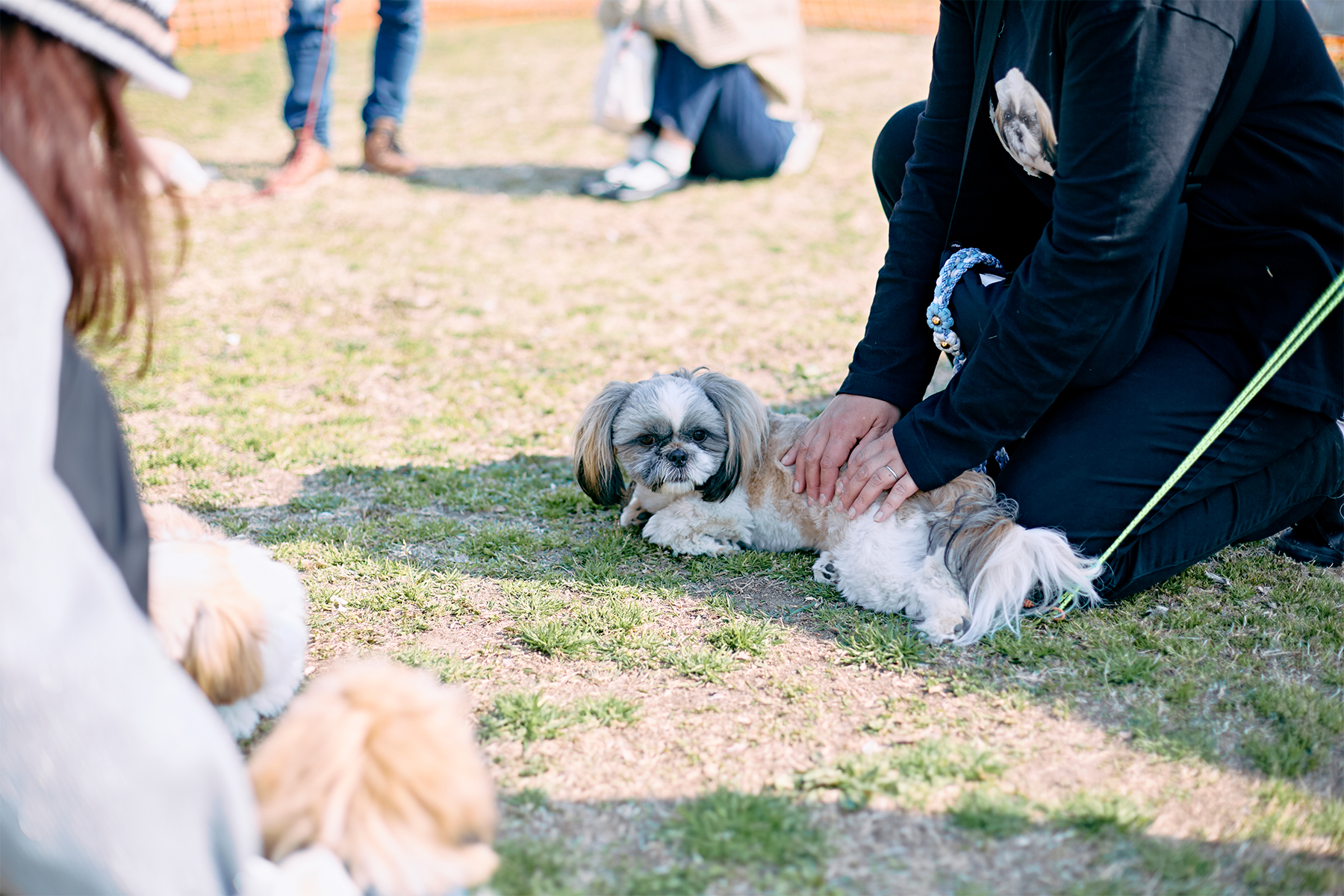 いざ！という時に愛犬を守るために。救急救命セミナー(Shih Tzu Autumn)