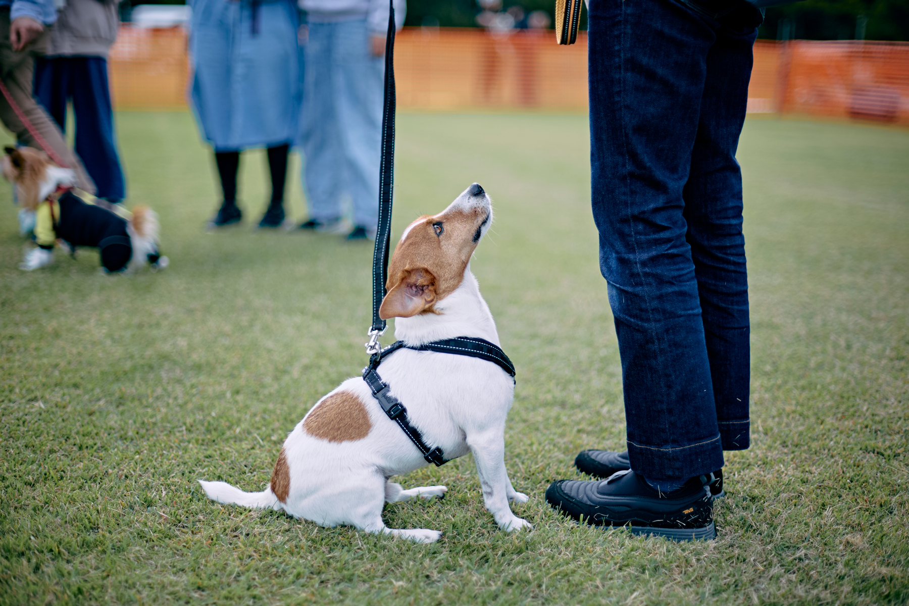 ボール取りゲーム(Jack Russell Terrier)