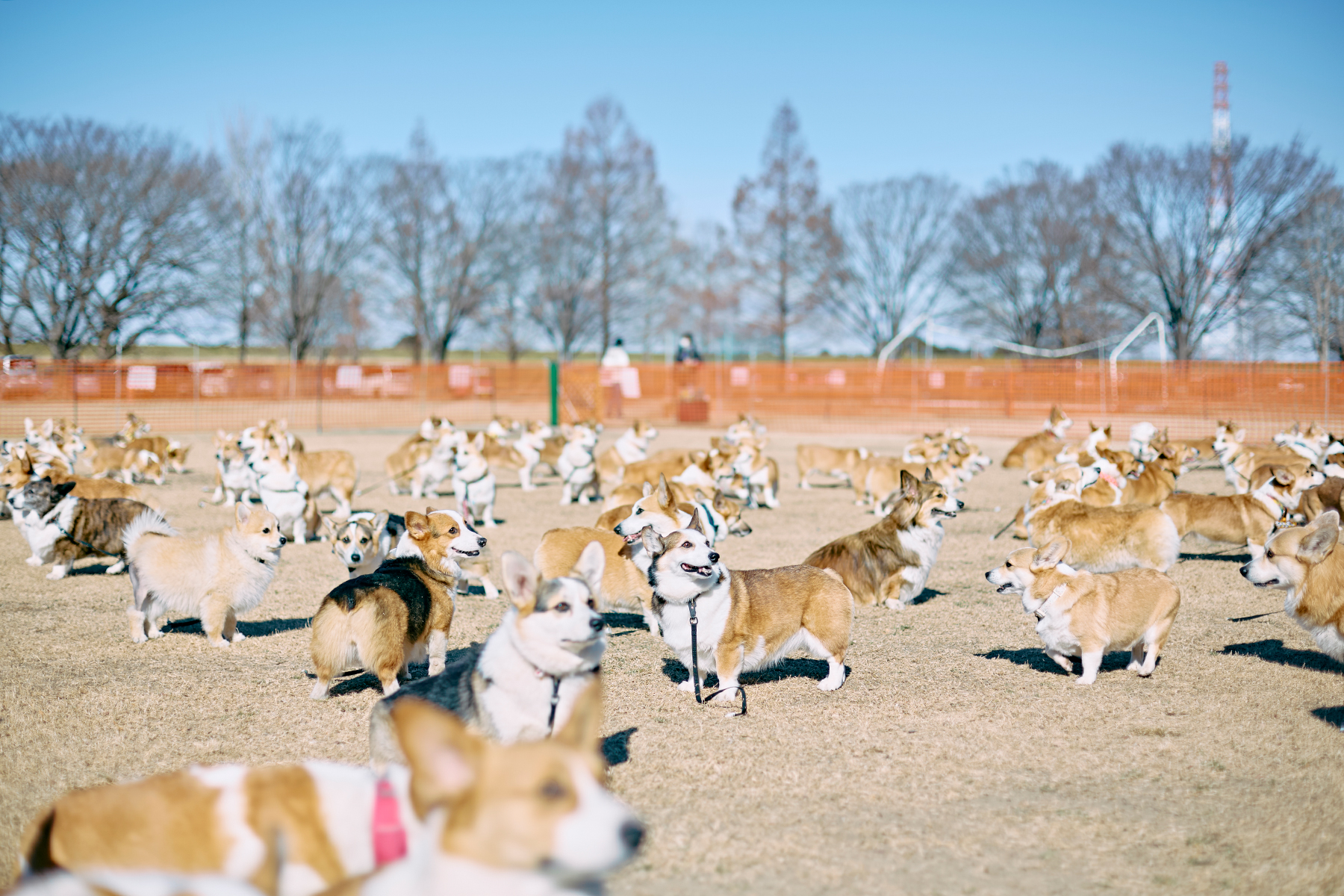犬まみれ撮影会(Corgi Autumn)