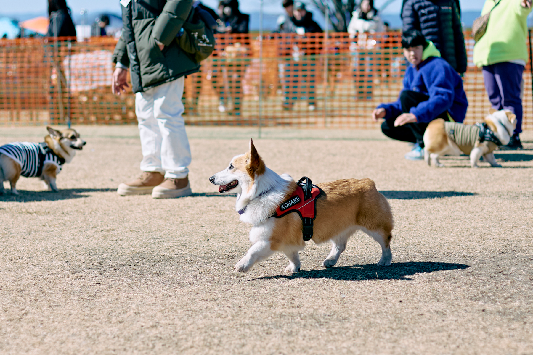 ドッグラン(Corgi Autumn)