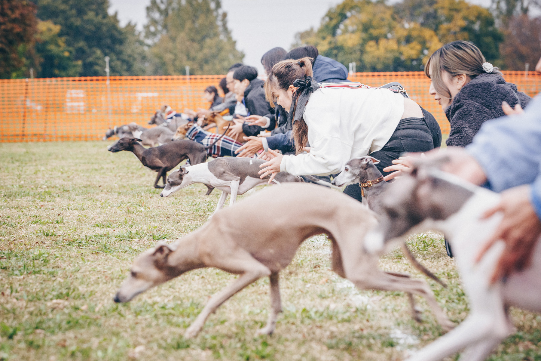 30mレース(Italian Greyhound)