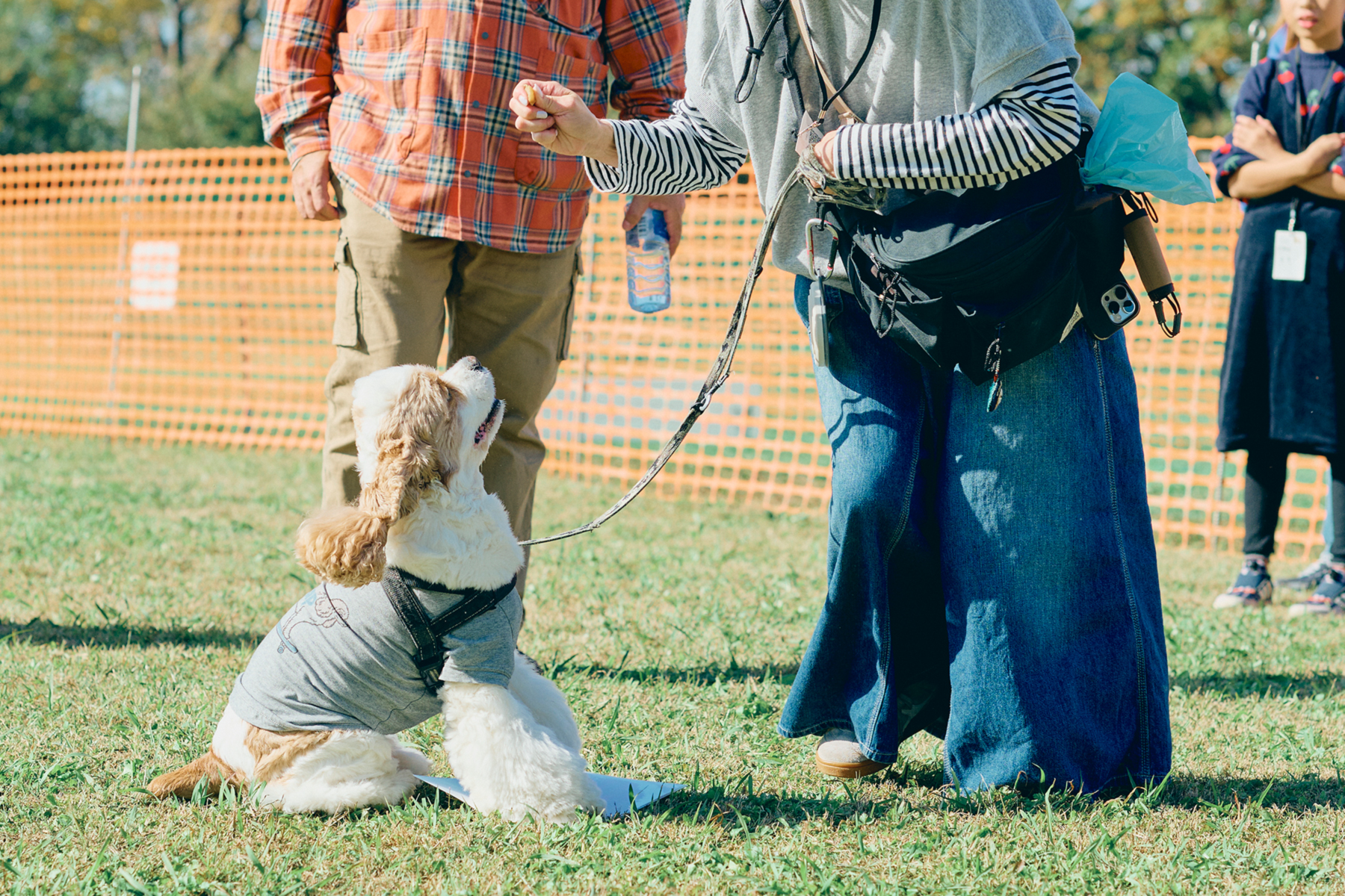 フィールドコンテンツ紹介(Cocker Spaniel)