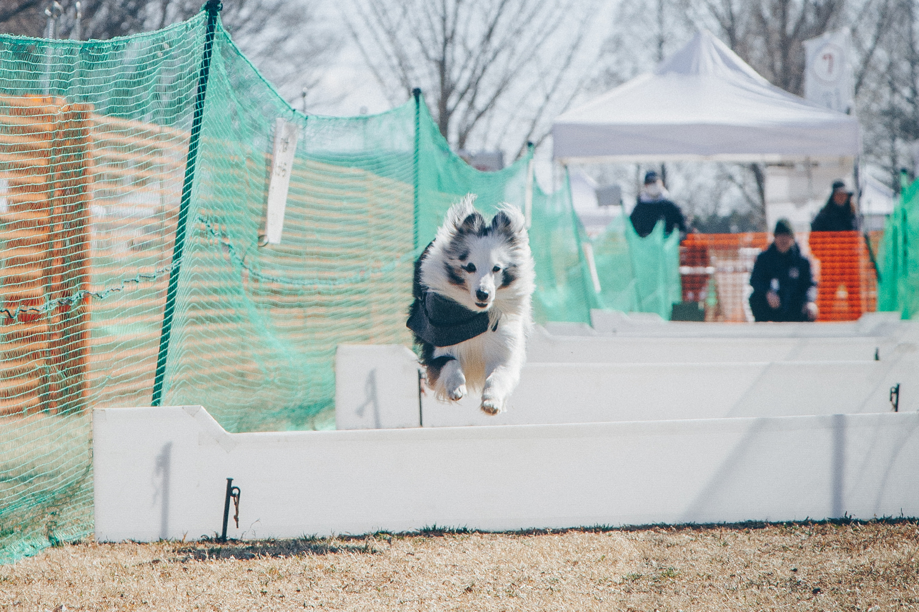 50mスプリント&ハードル走(Shetland Sheepdog)