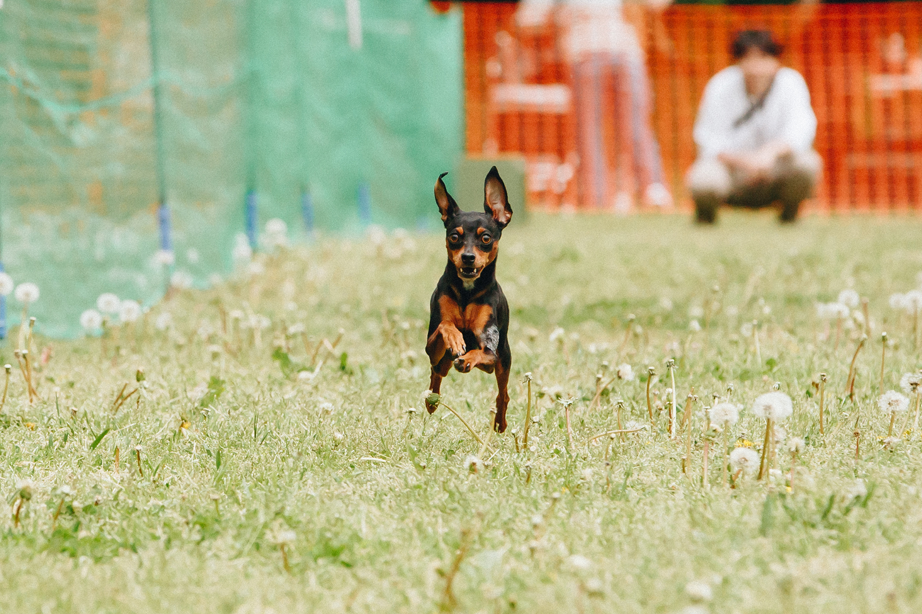 50mスプリント&ハードル走(Pinscher)