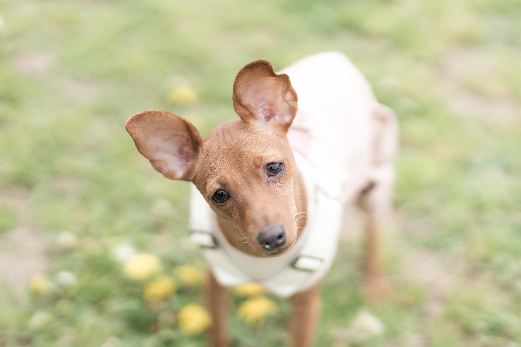 Pinscher MEET UP 2026