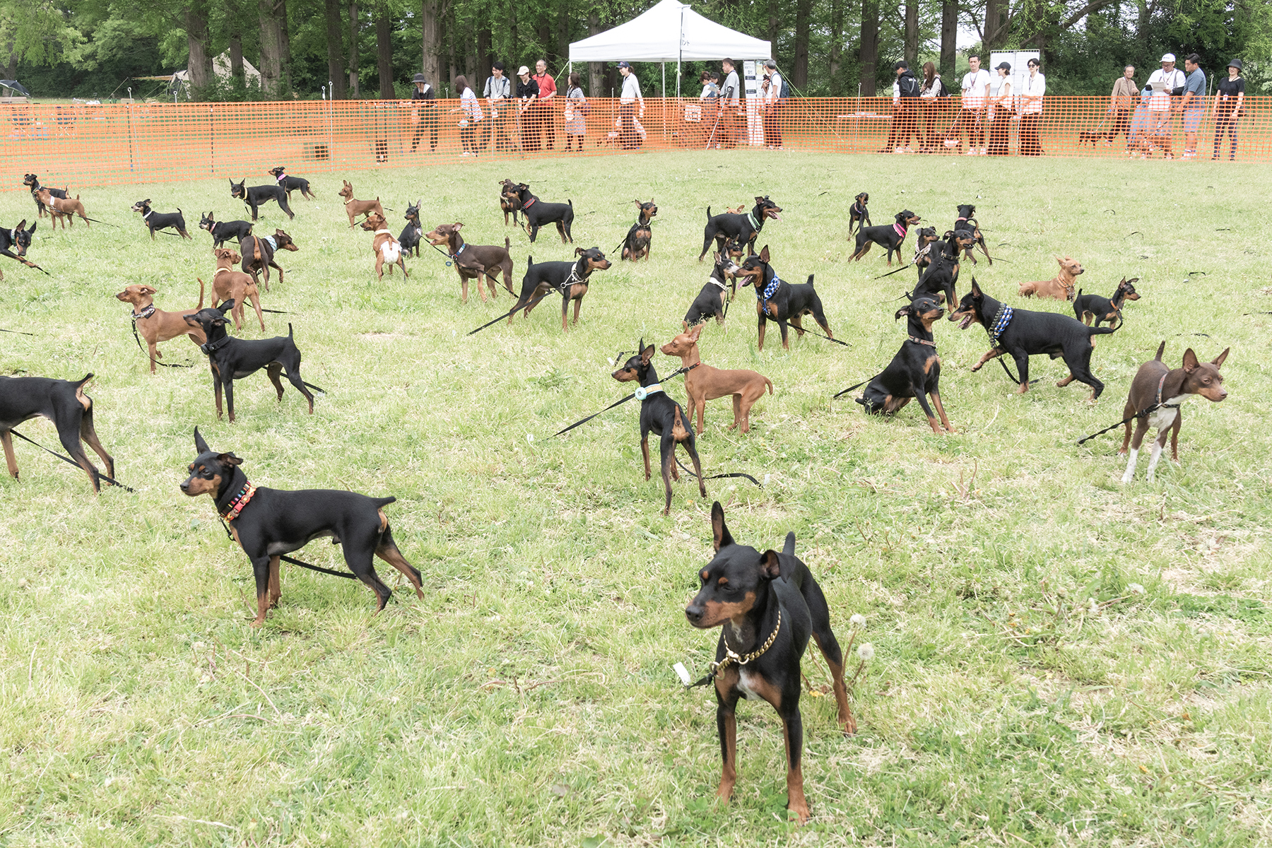 犬まみれ撮影会(Pinscher)