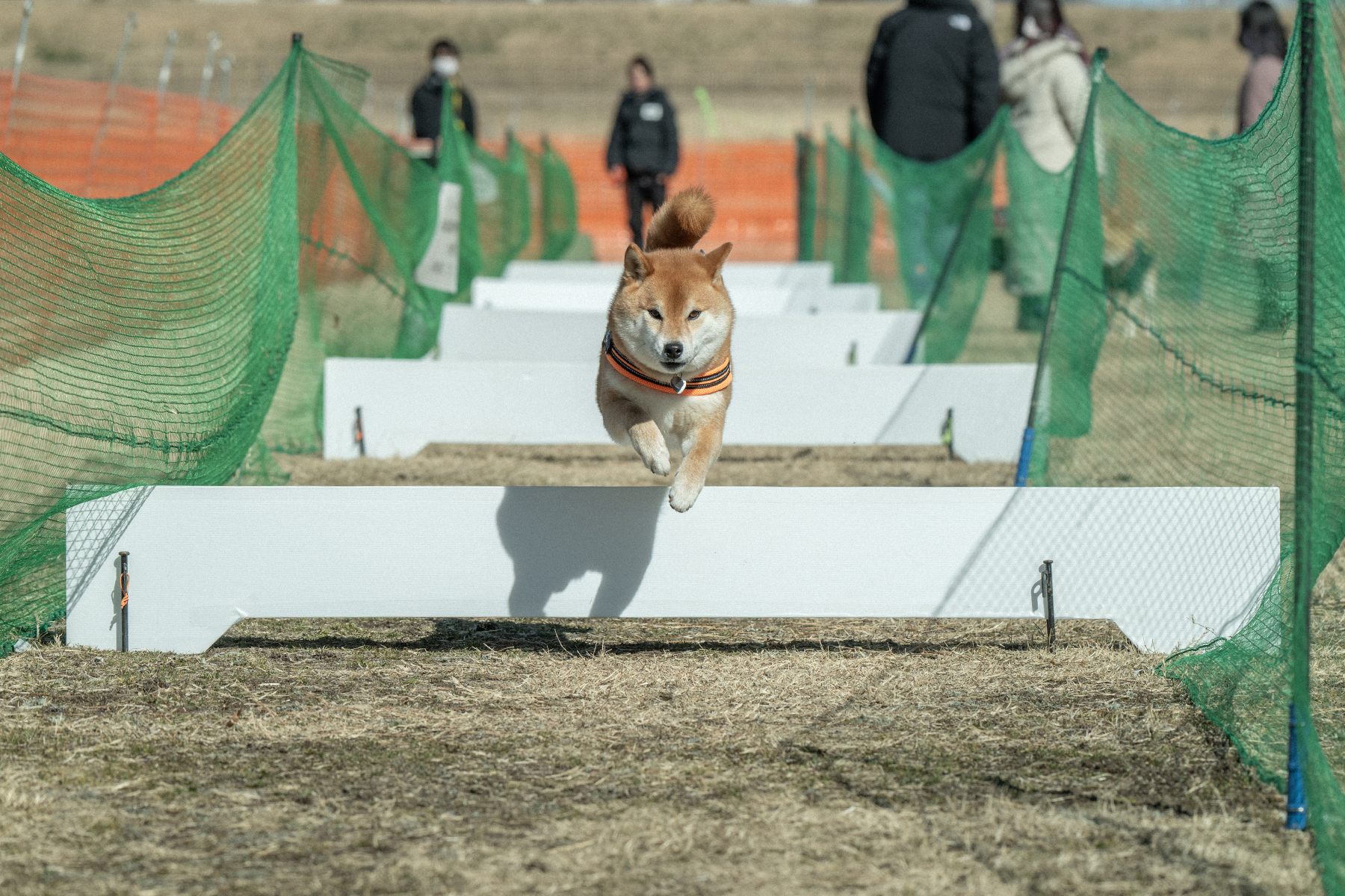 50mスプリント&ハードル走(Shiba 26 Spring)