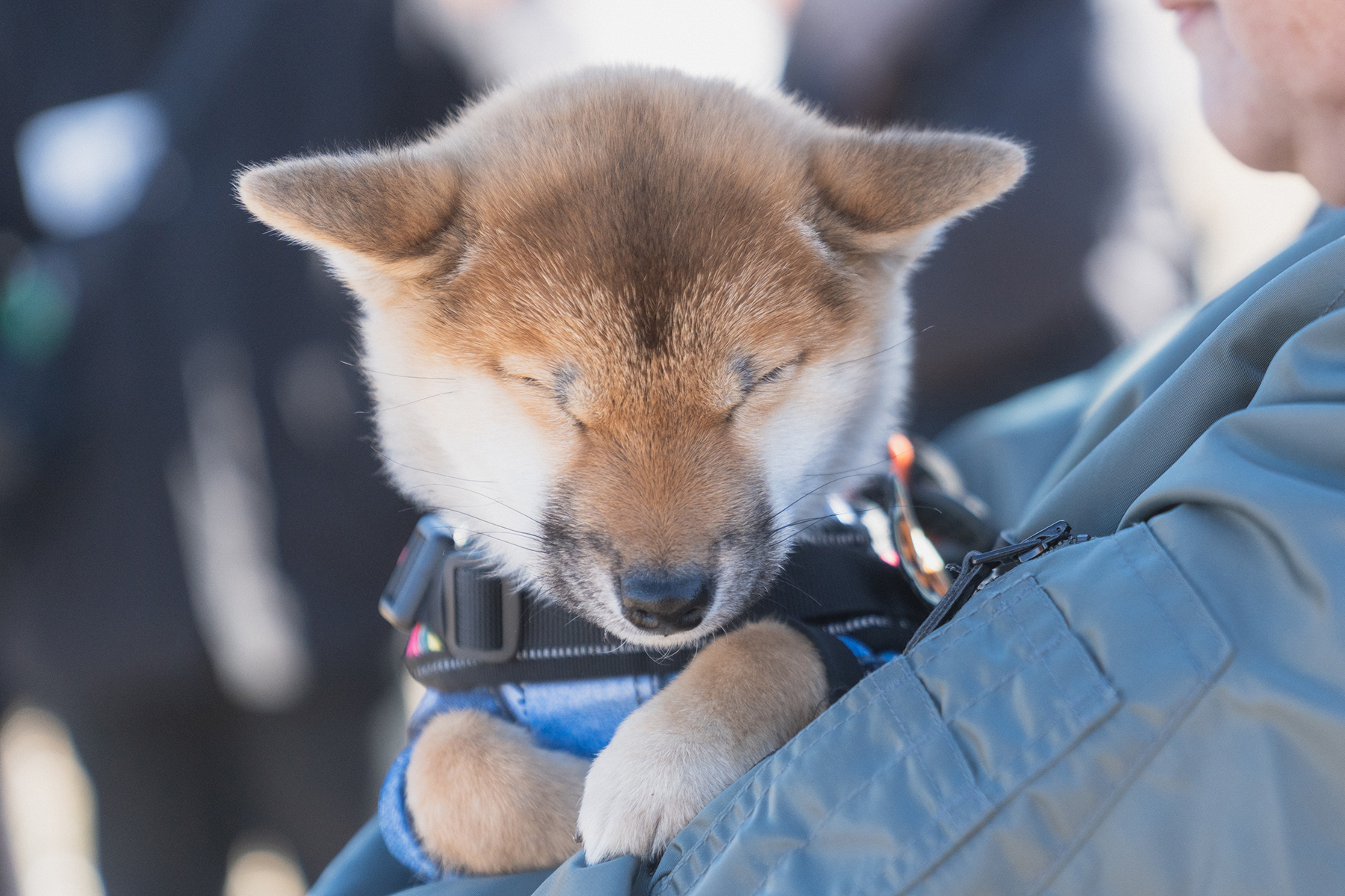 パピーセミナー(Shiba 26 Spring)