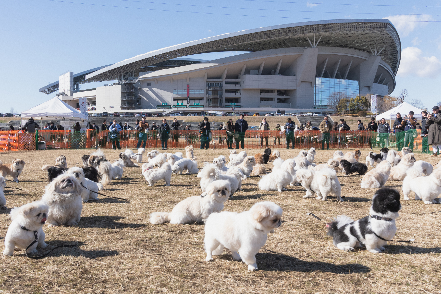 犬まみれ撮影会(Pekingese)