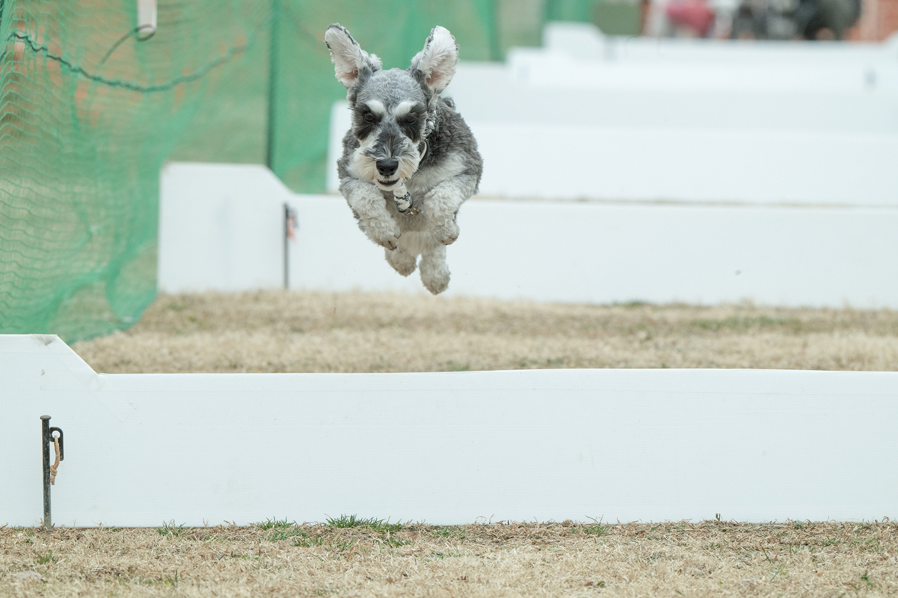 50mスプリント&ハードル走(Schnauzer)