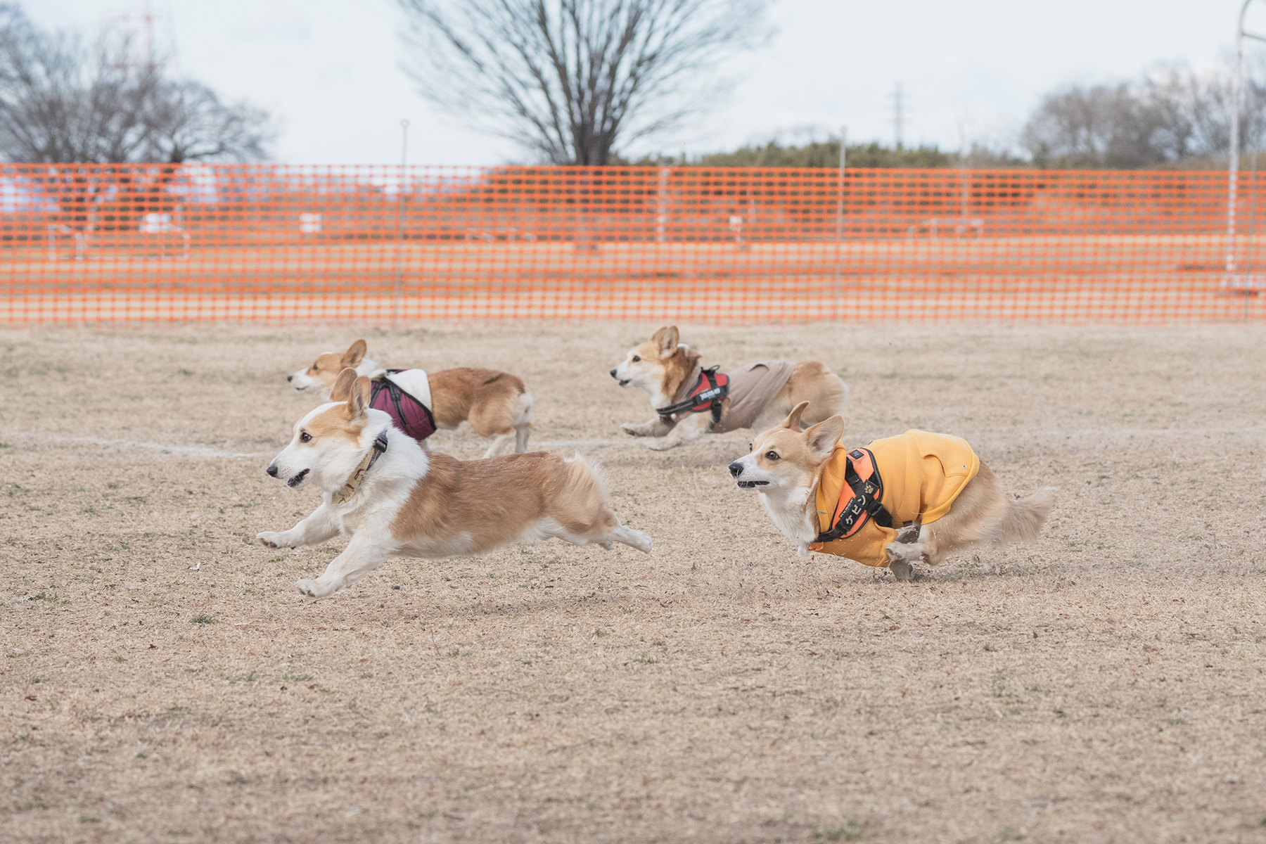 30mレース(Corgi 26 Spring)