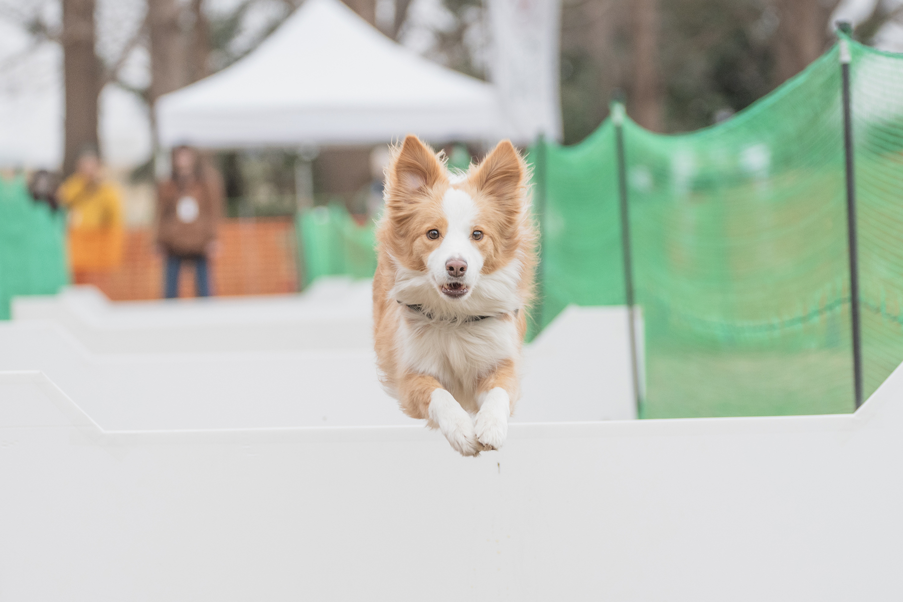 50mスプリント&ハードル走(Border Collie)