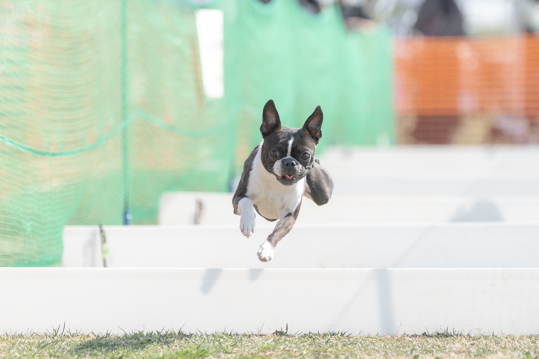 50mスプリント&ハードル走(Boston Terrier 26 Spring)
