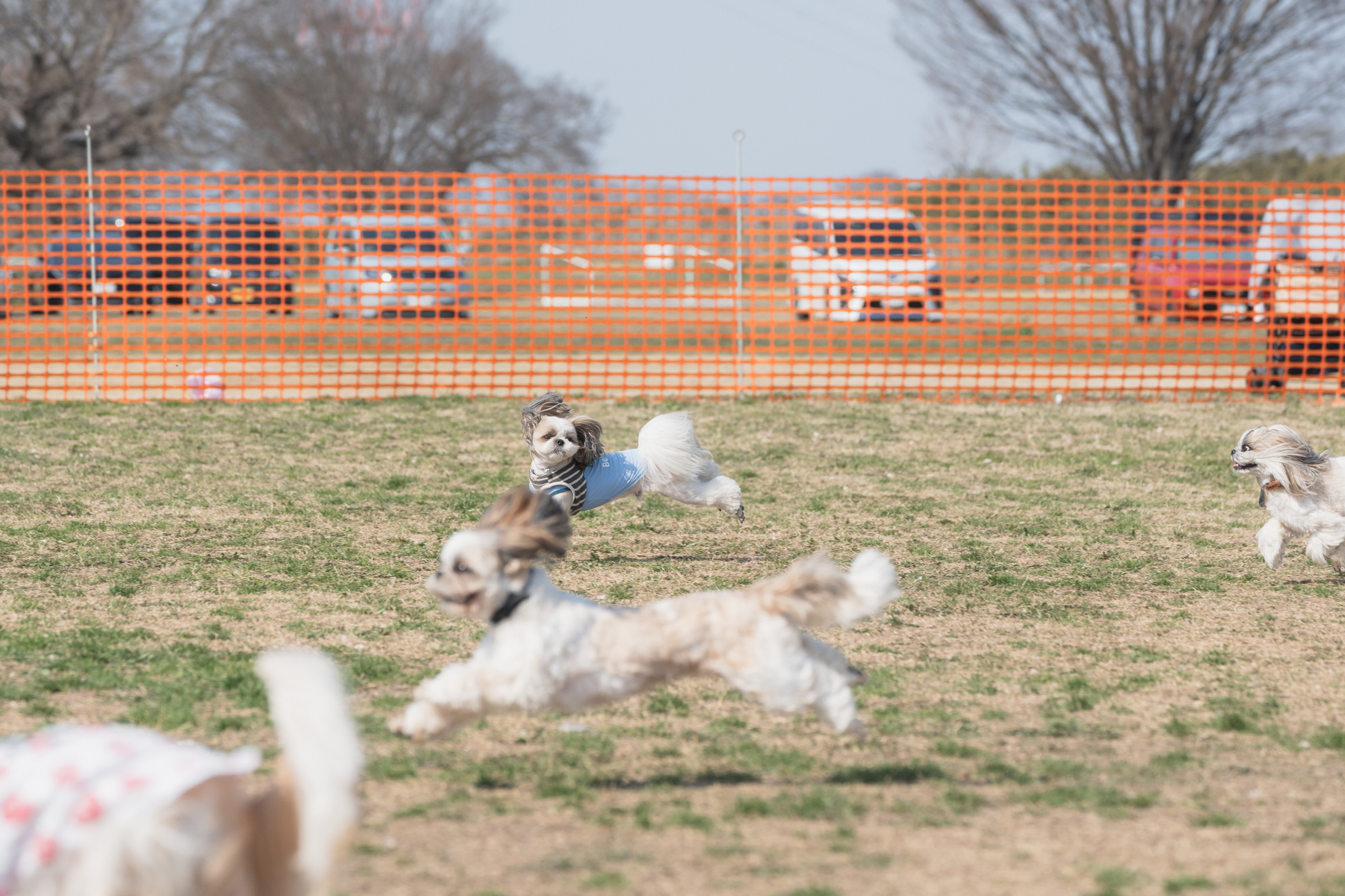 30mレース(Shih Tzu 26 Spring)