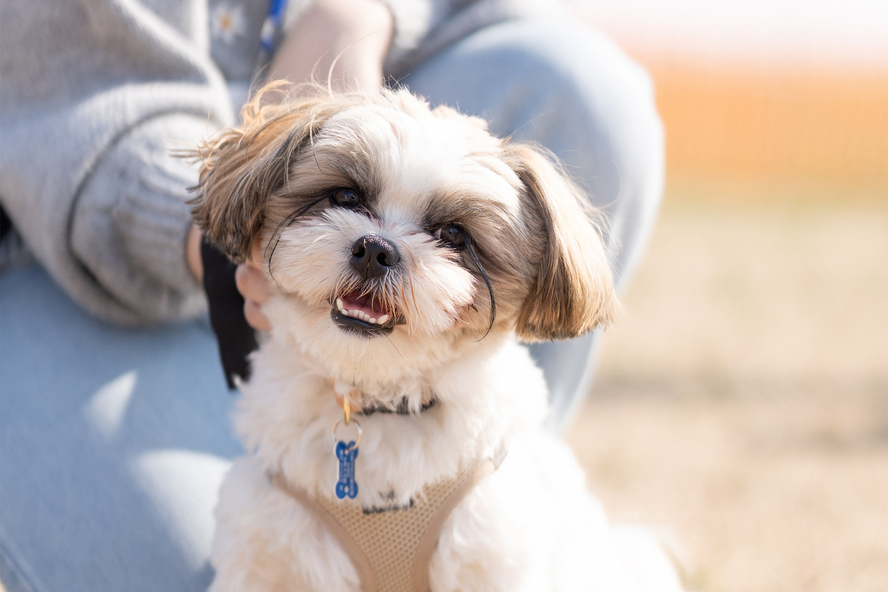 パピーセミナー(Shih Tzu 26 Spring)