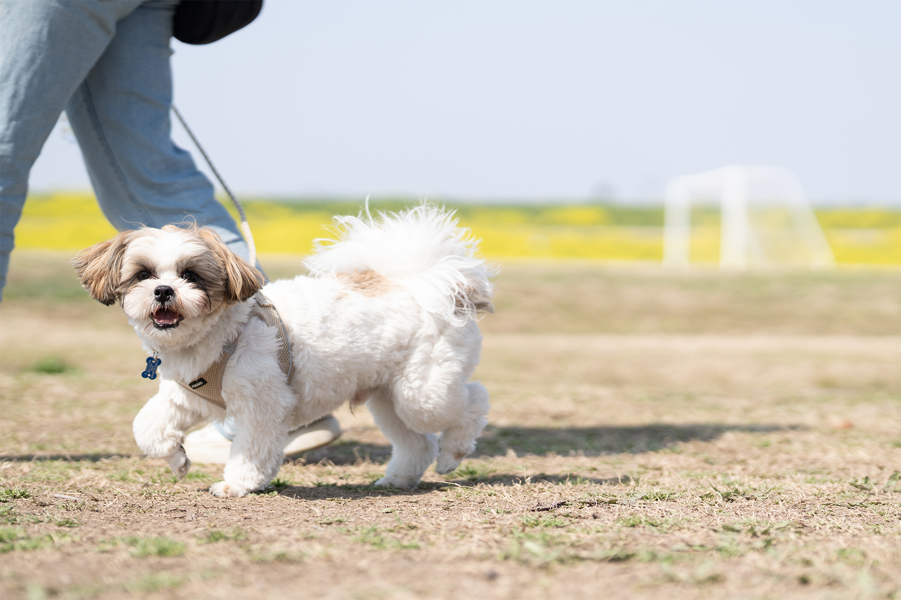 Shih Tzu Festival 2026 Spring