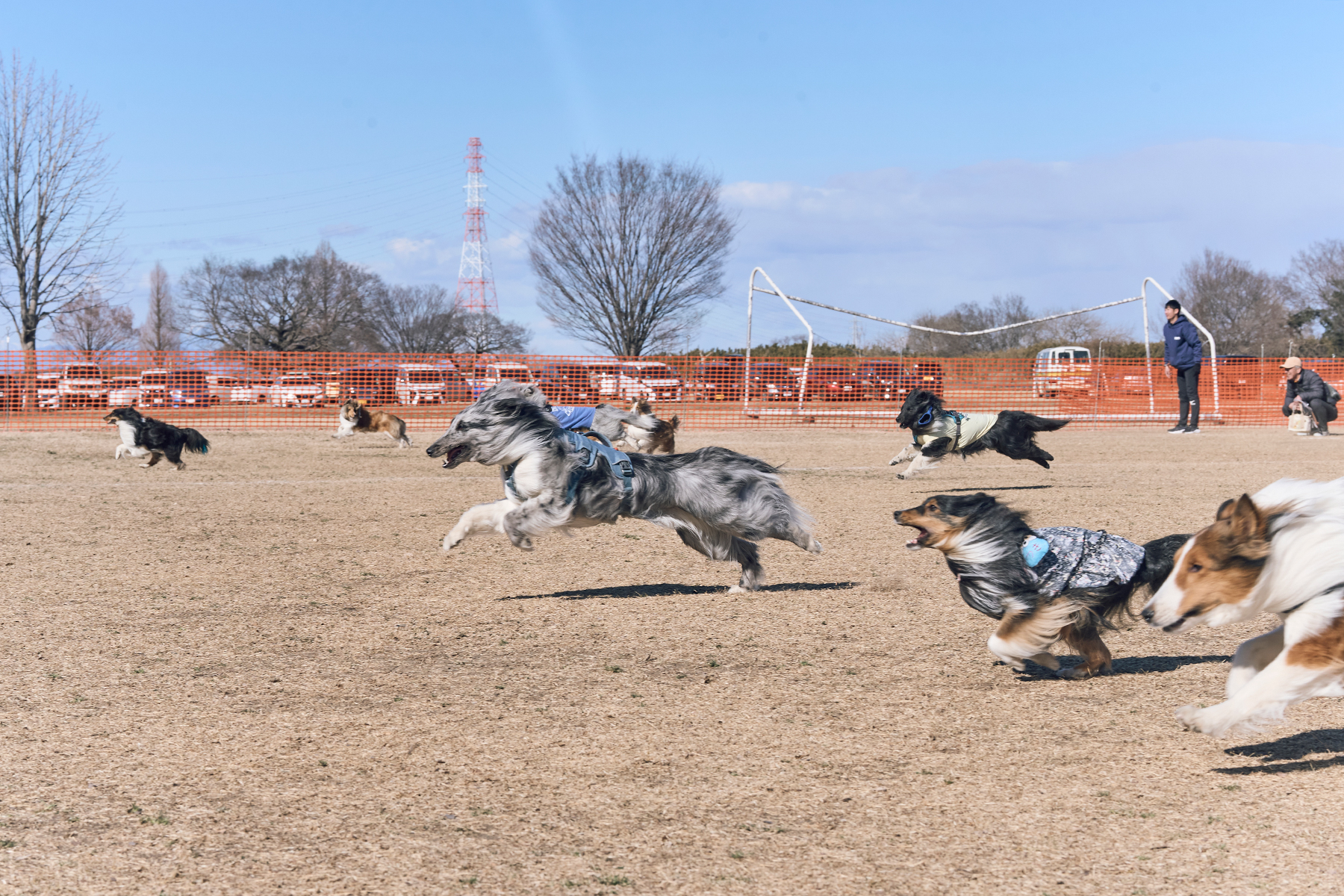 30mレース(Shetland Sheepdog)