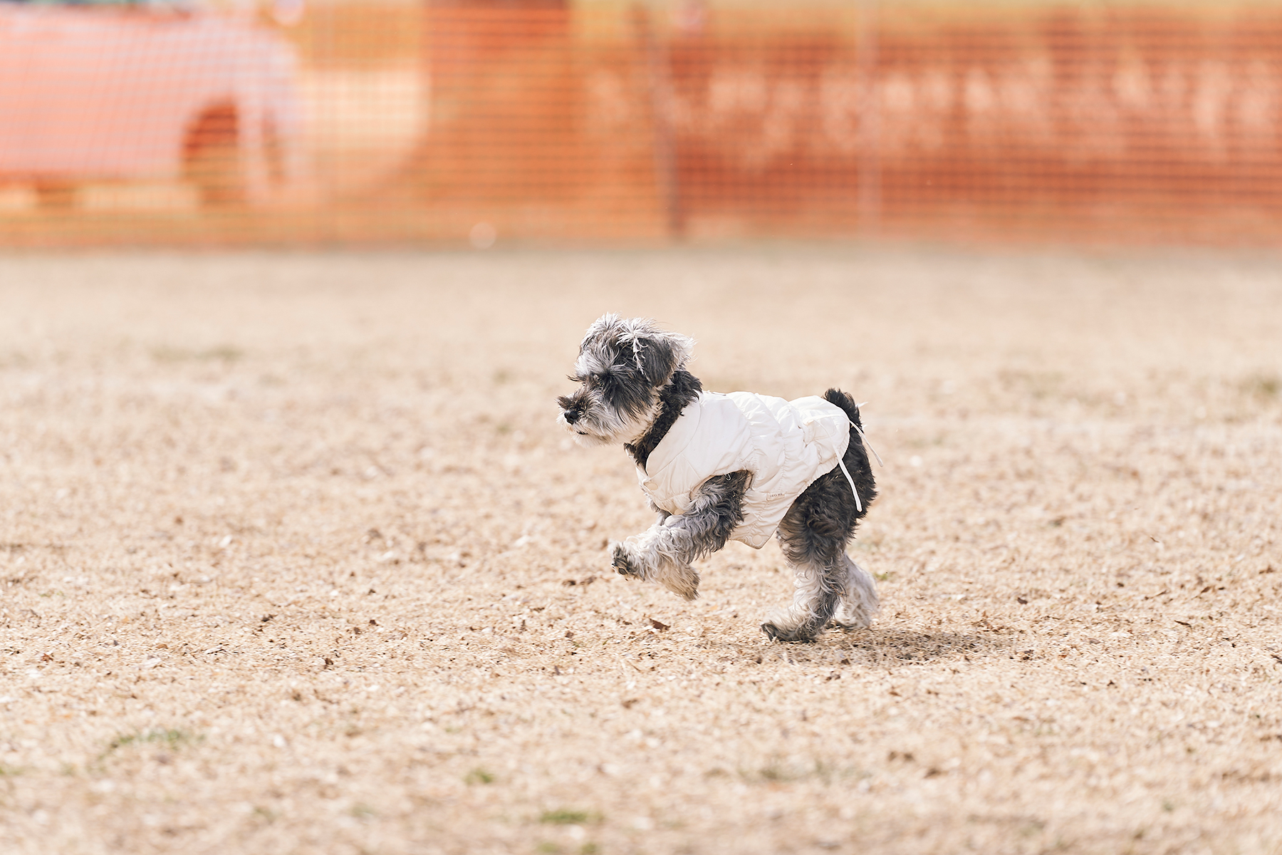 パピーセミナー(Schnauzer)