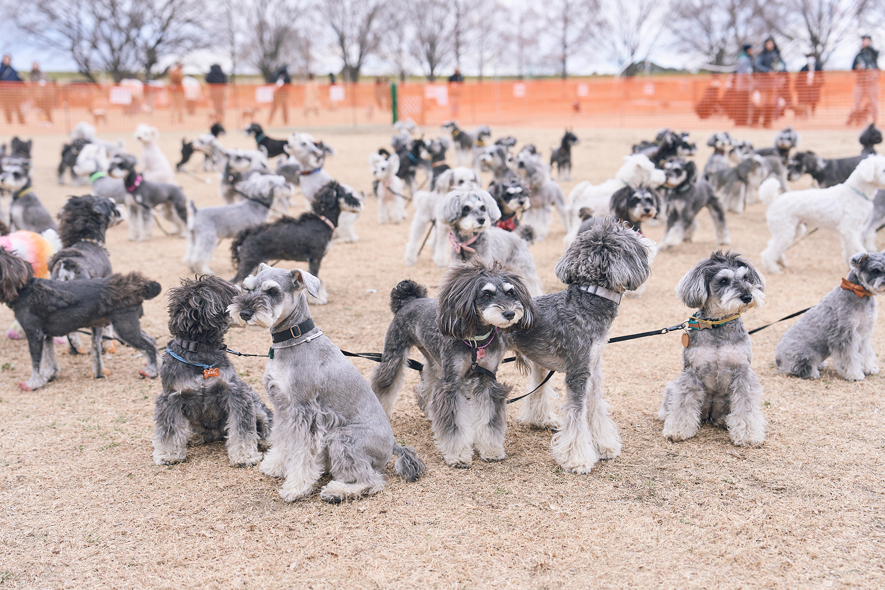 犬まみれ撮影会(Schnauzer)