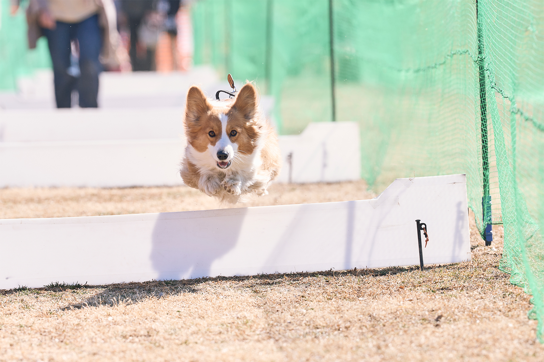 50mスプリント&ハードル走(Corgi 26 Spring)