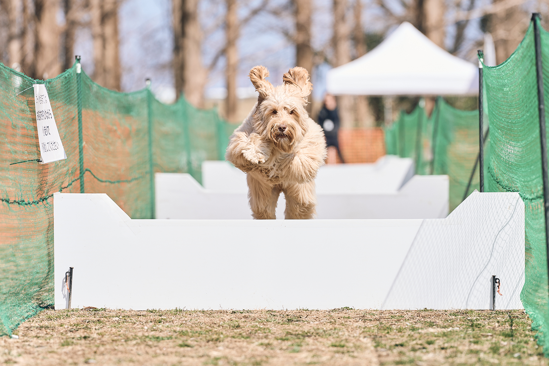 50mスプリント&ハードル走(Australian Labradoodle)