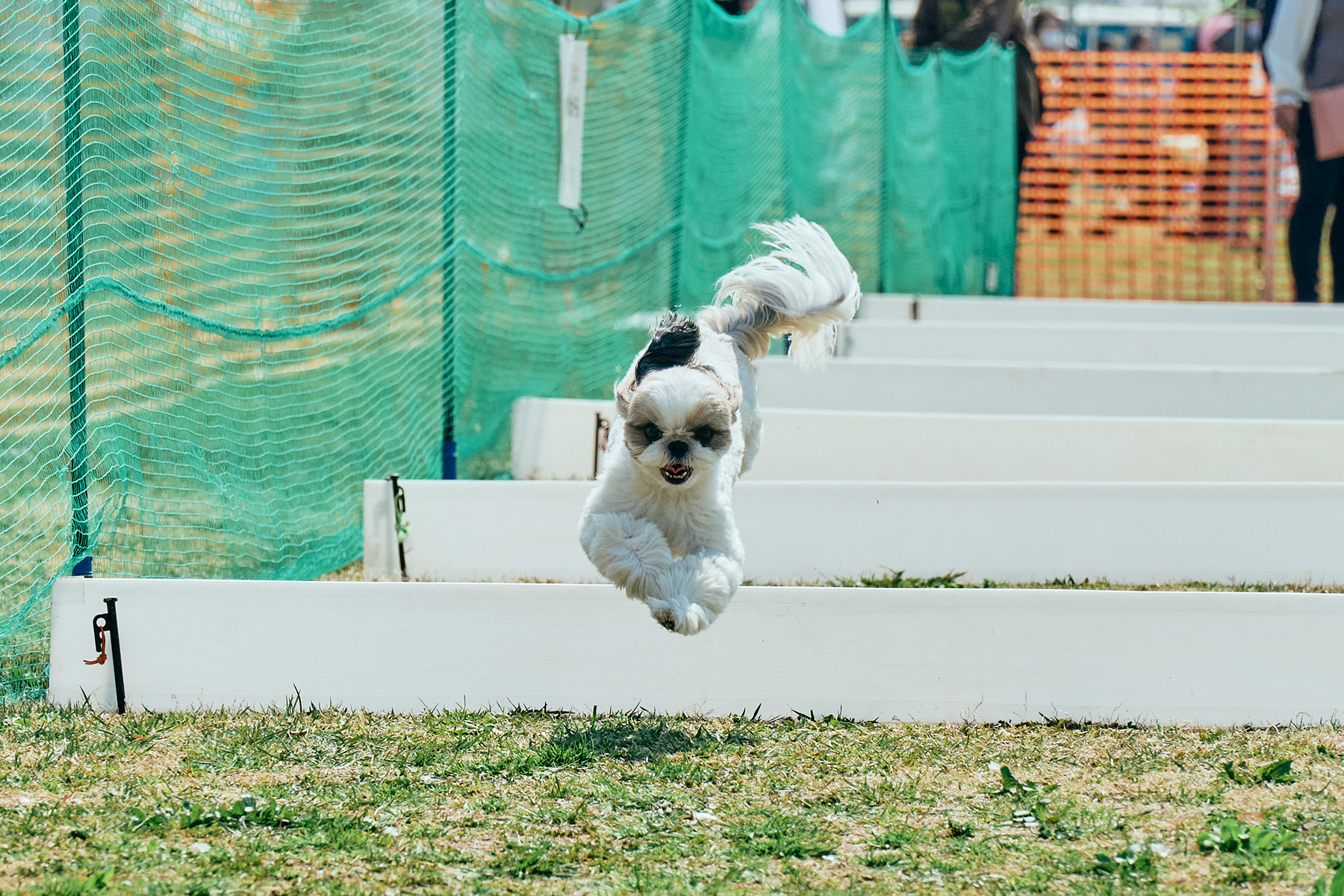 50mスプリント&ハードル走(Shih Tzu  26 Spring)