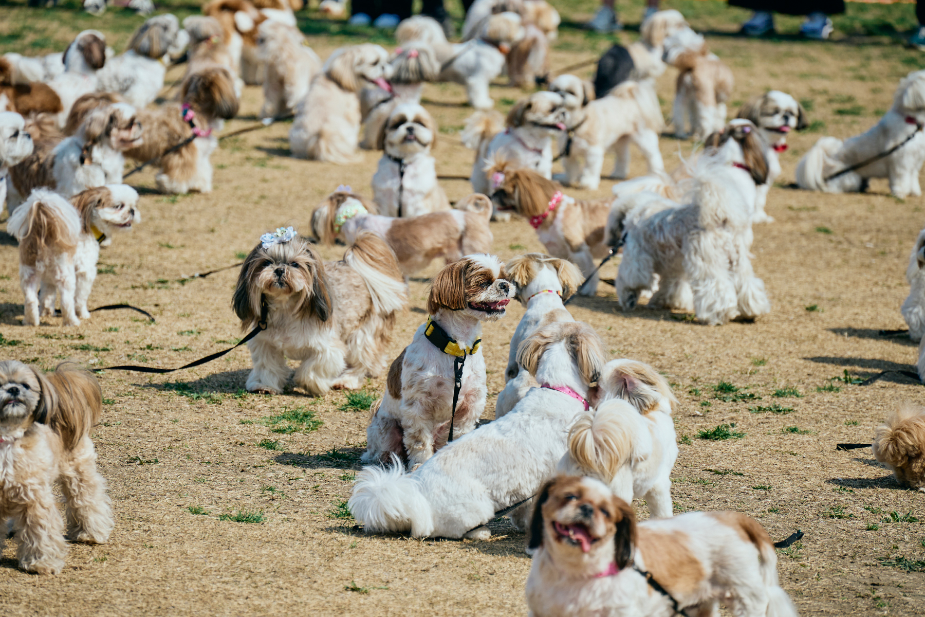 Meet-up festivals for 2026 Spring / Summer