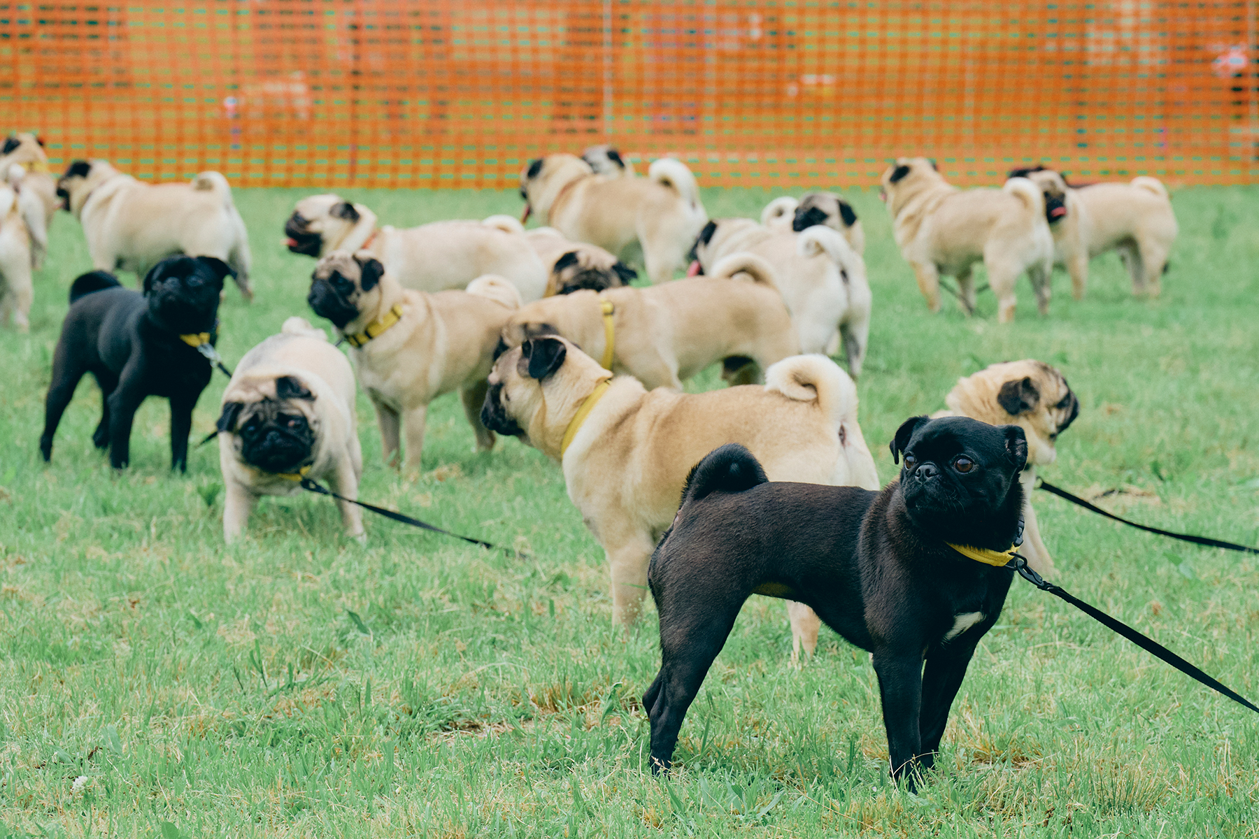 犬まみれ撮影会(Pug)