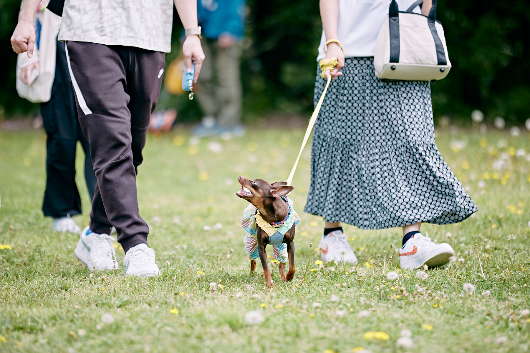 パピーセミナー(Pinscher)