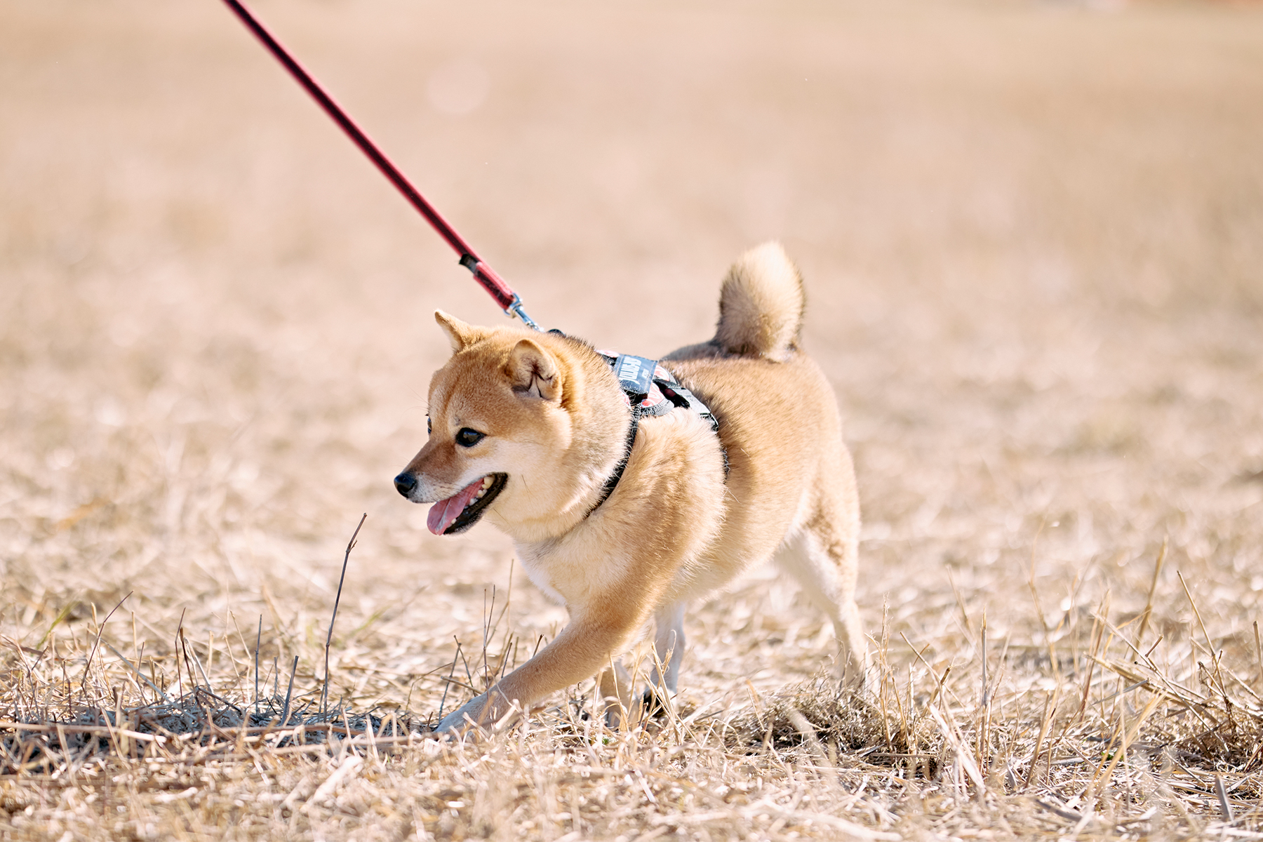 Shiba Festival 2026 Spring