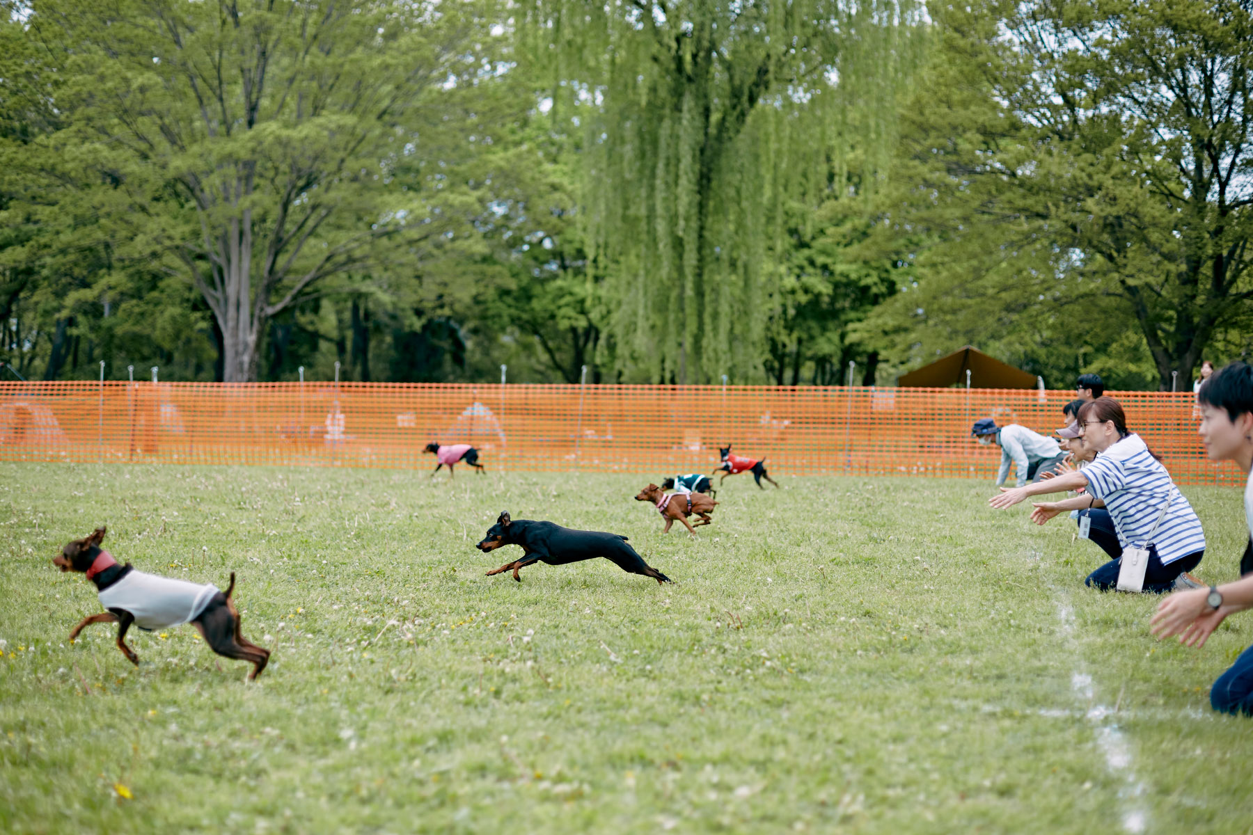 30mレース(Pinscher)