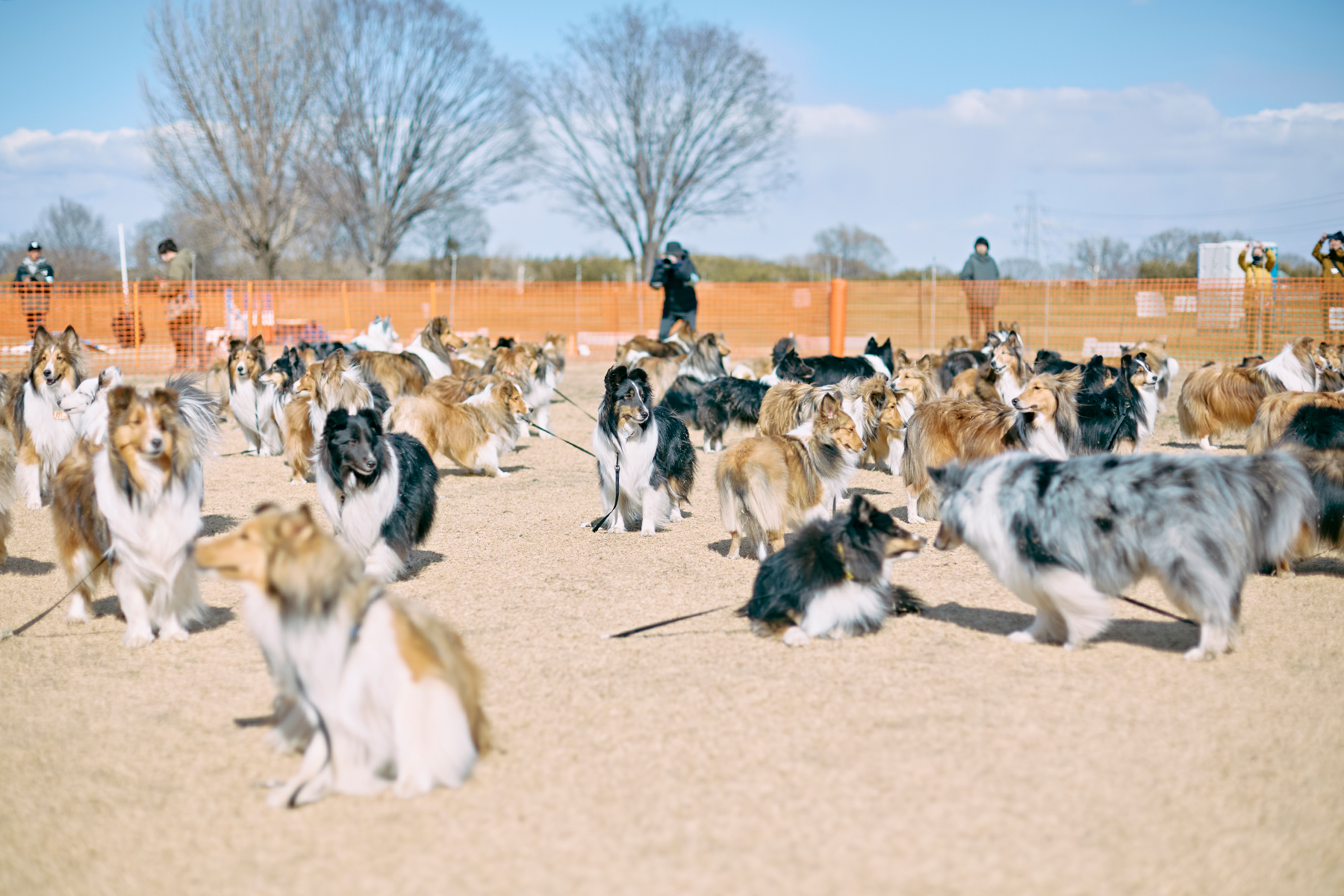 犬まみれ撮影会(Shetland Sheepdog)