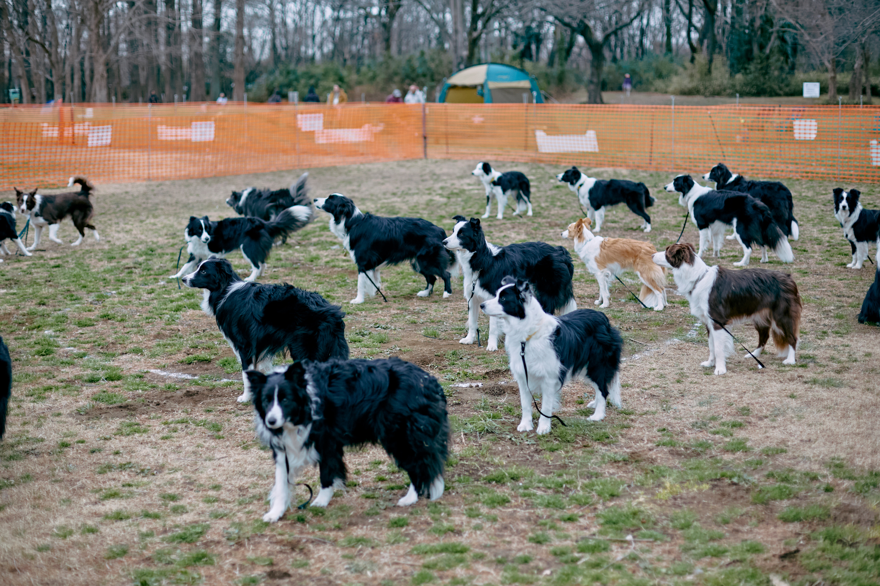 犬まみれ撮影会(Border Collie)
