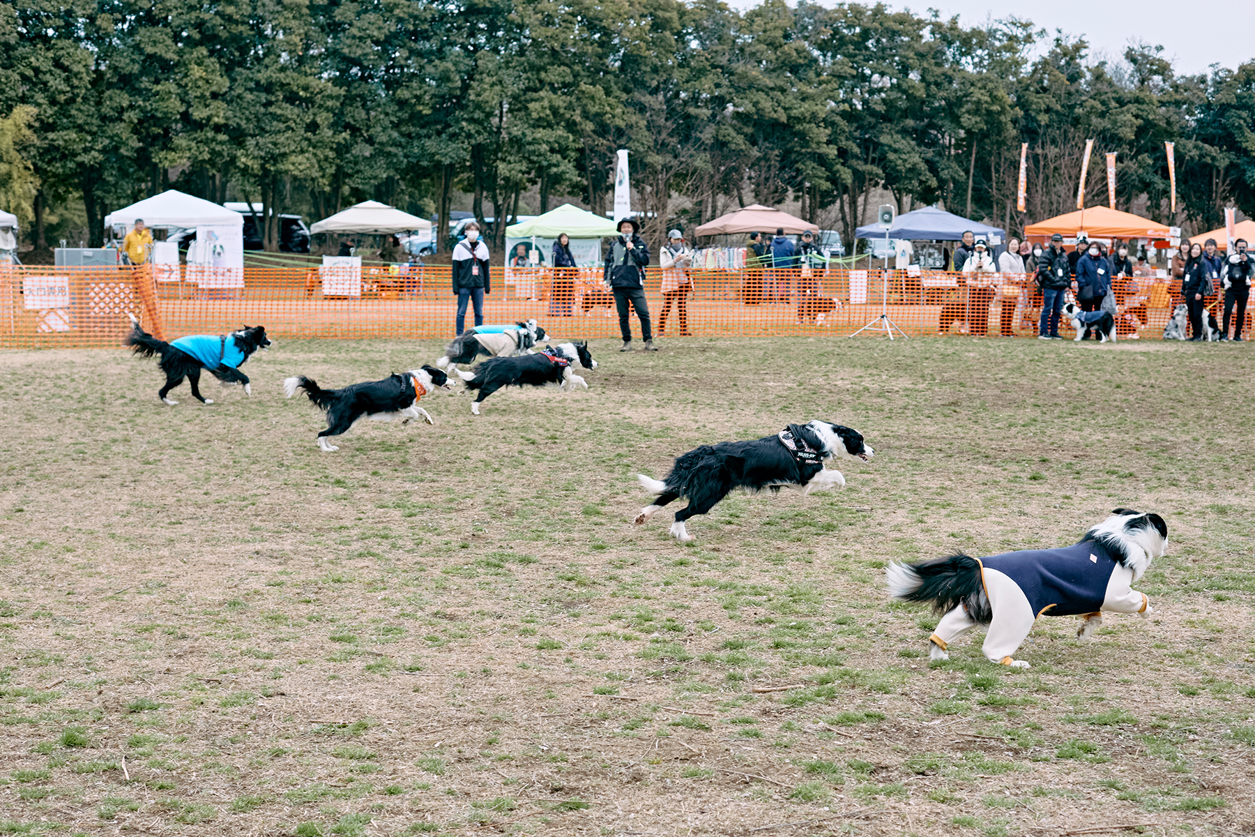 30mレース(Border Collie)
