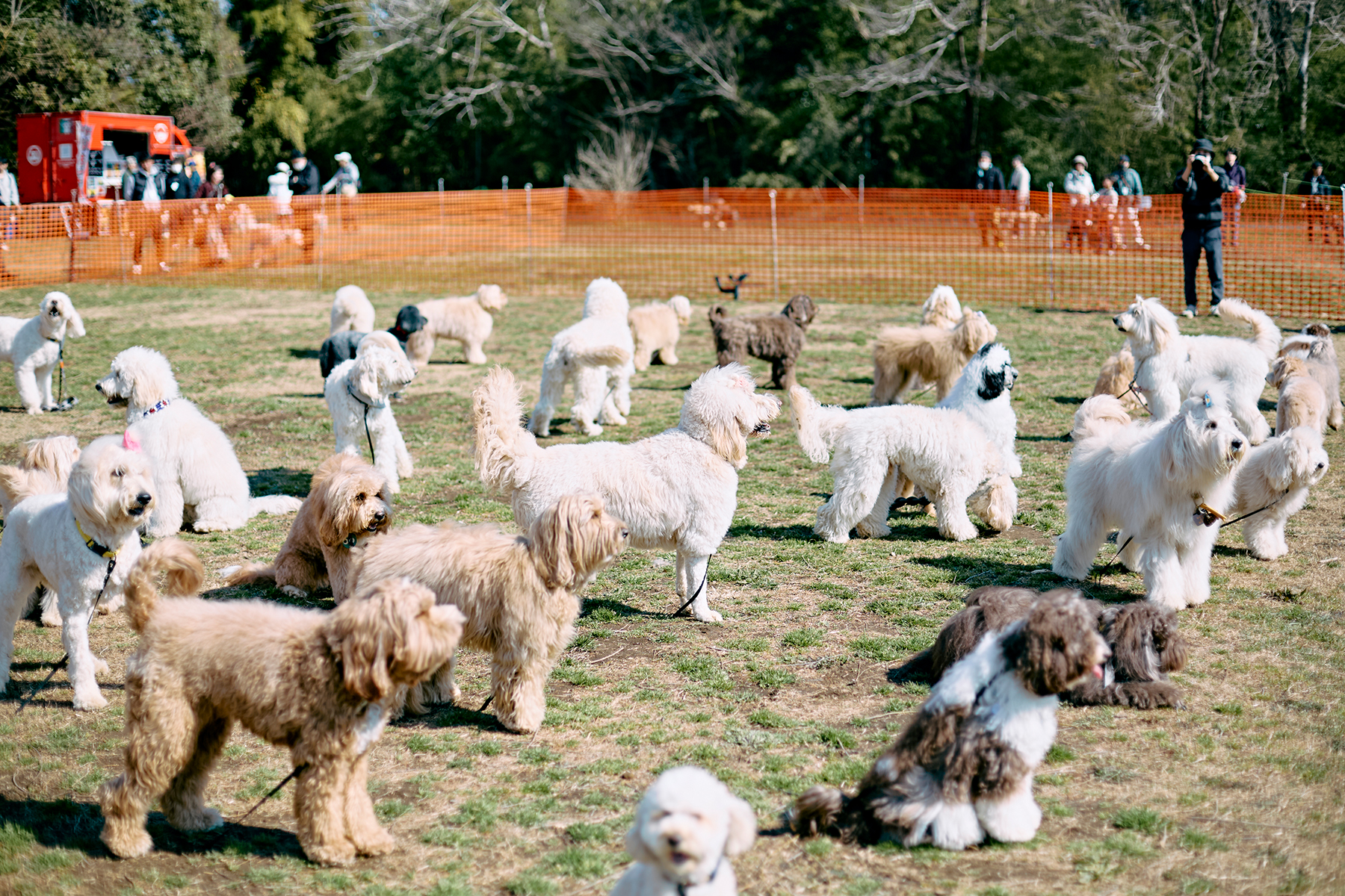 犬まみれ撮影会(Australian Labradoodle)