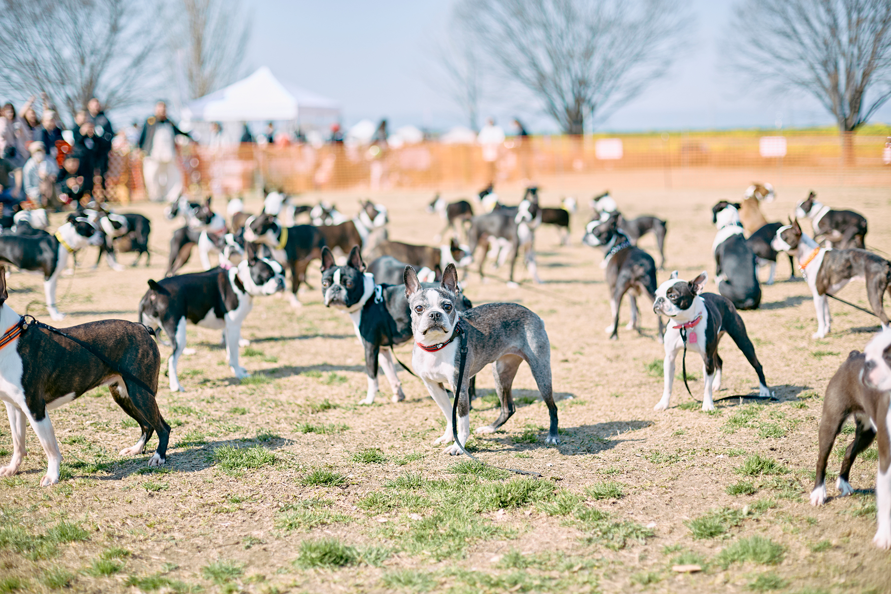 犬まみれ撮影会(Boston Terrier 26 Spring)