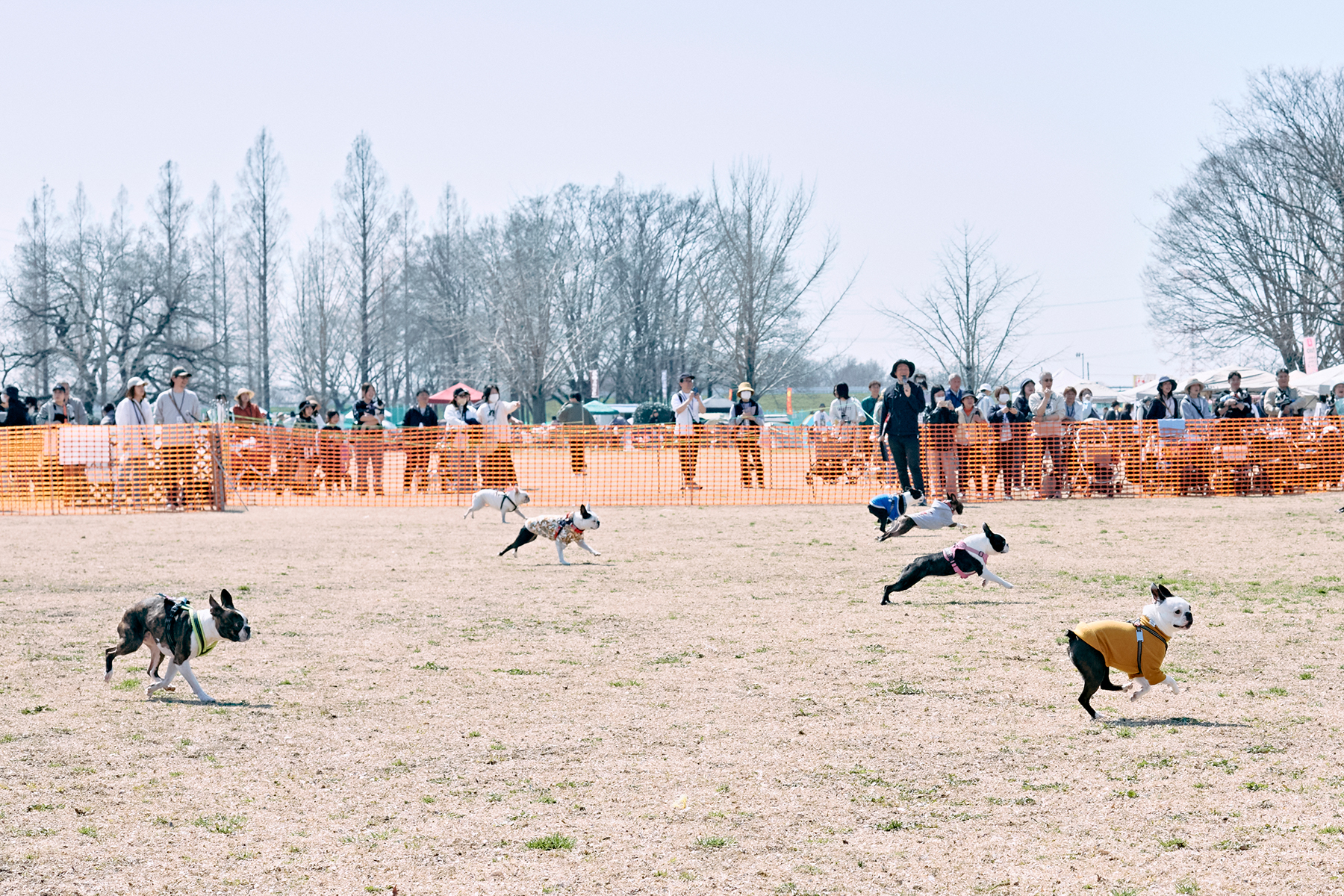 30mレース(Boston Terrier 26 Spring)