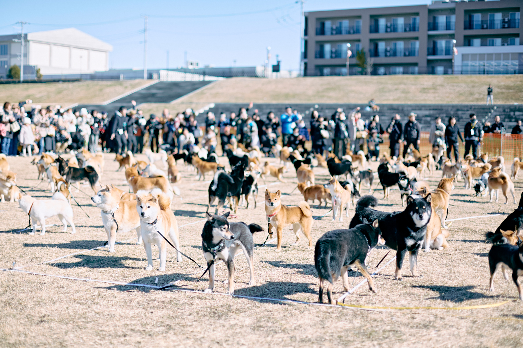 犬まみれ撮影会(Shiba 26 Spring)