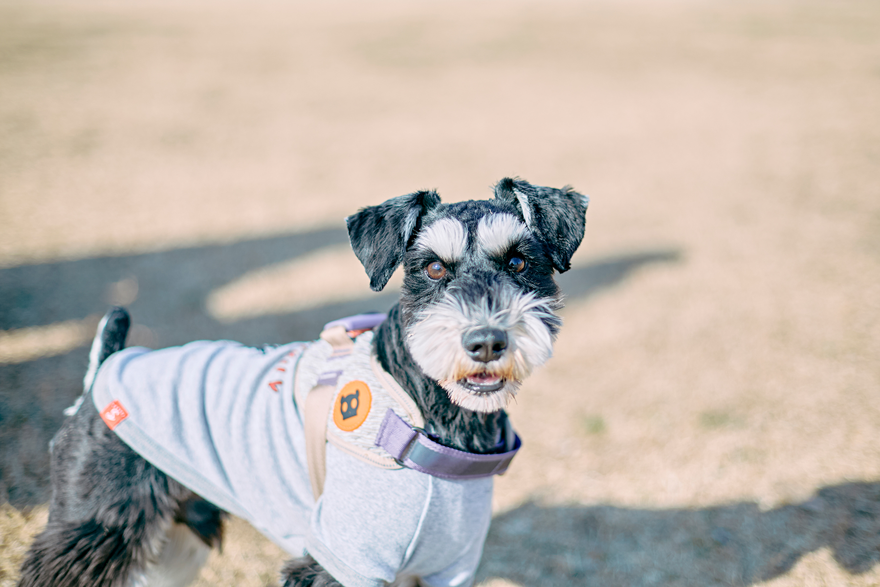 Schnauzer MEET UP 2026