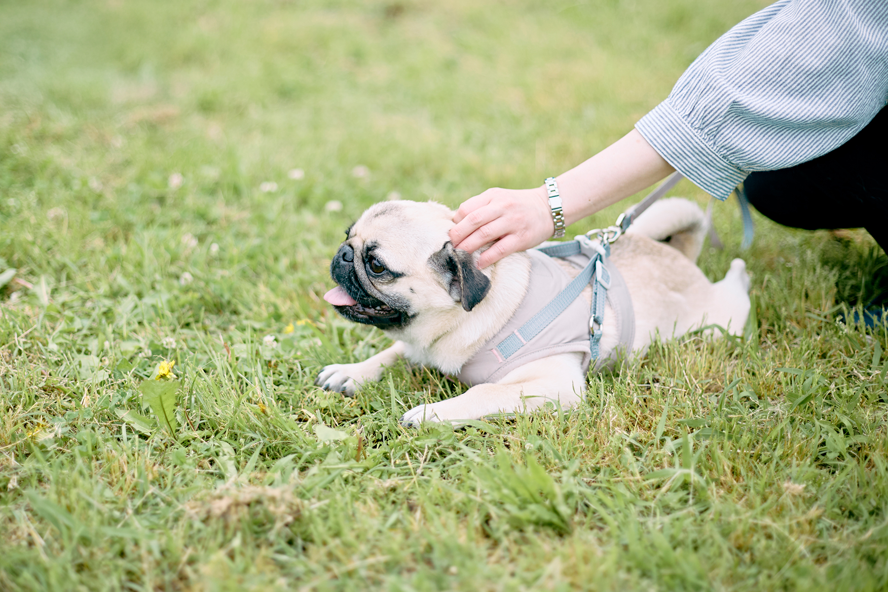 パピーセミナー(Pug)