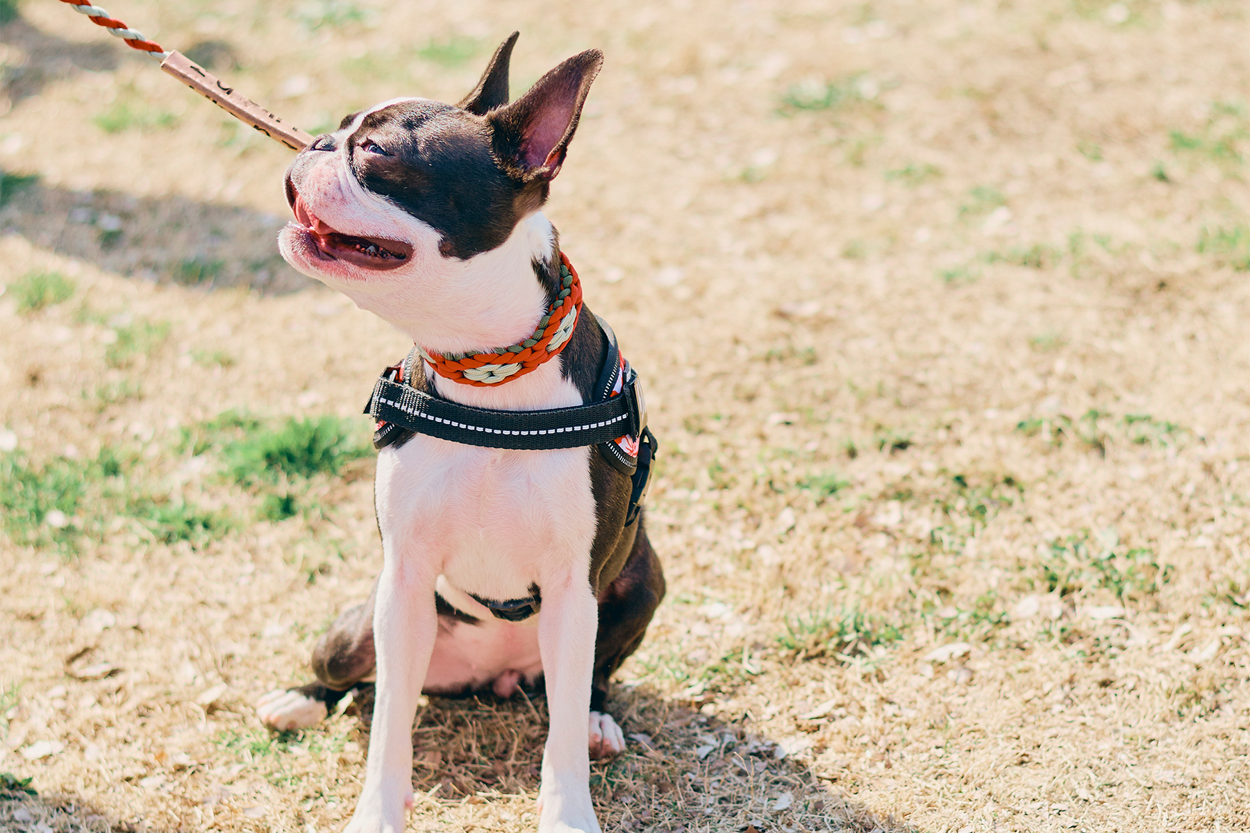 ボール取りゲーム(Boston Terrier Autumn)
