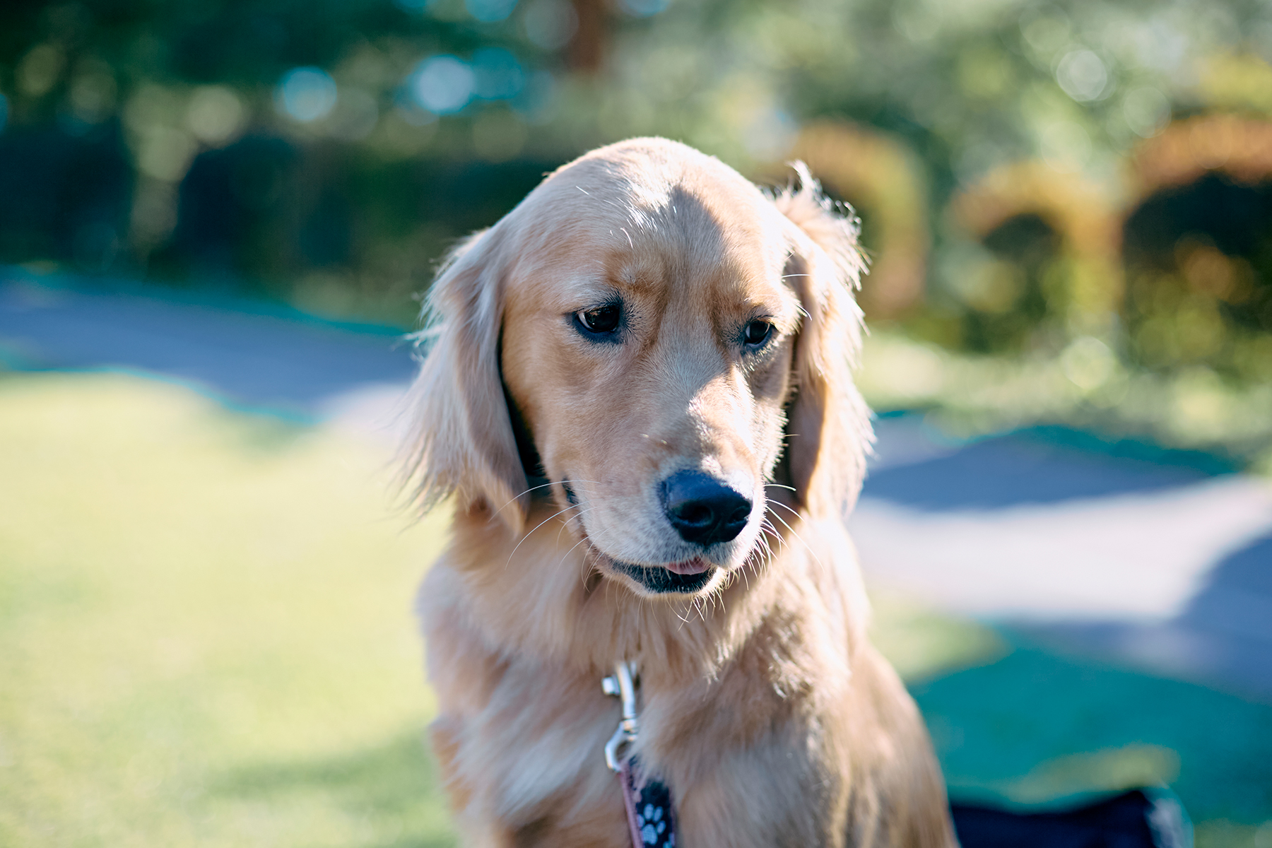 愛犬の『アレルギー』についてのお話し