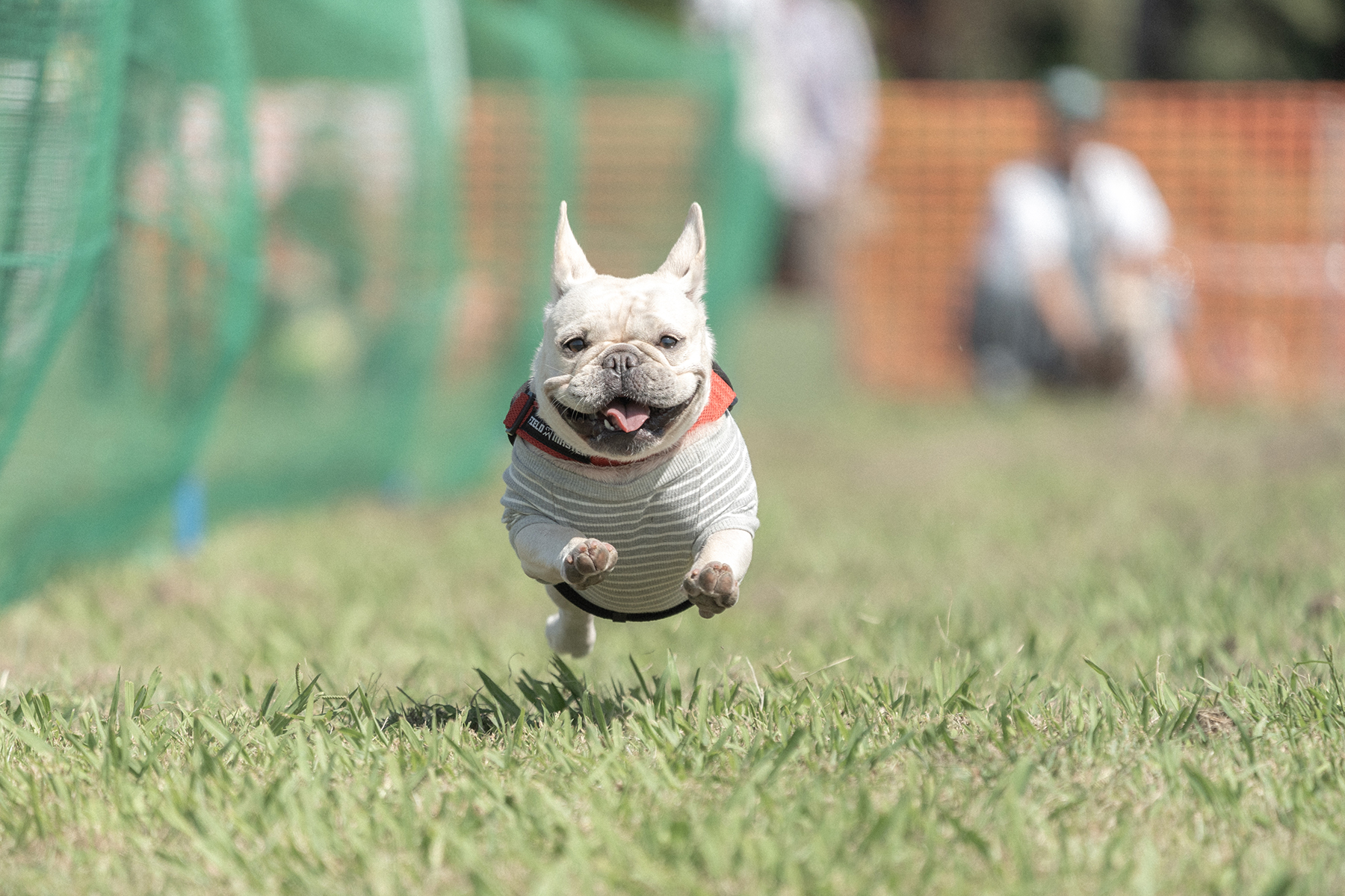 50mスプリント&ハードル走(French Bulldog)